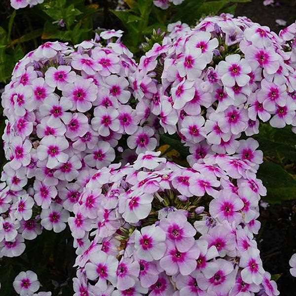1g Ka Pow White Bicolor Garden Phlox