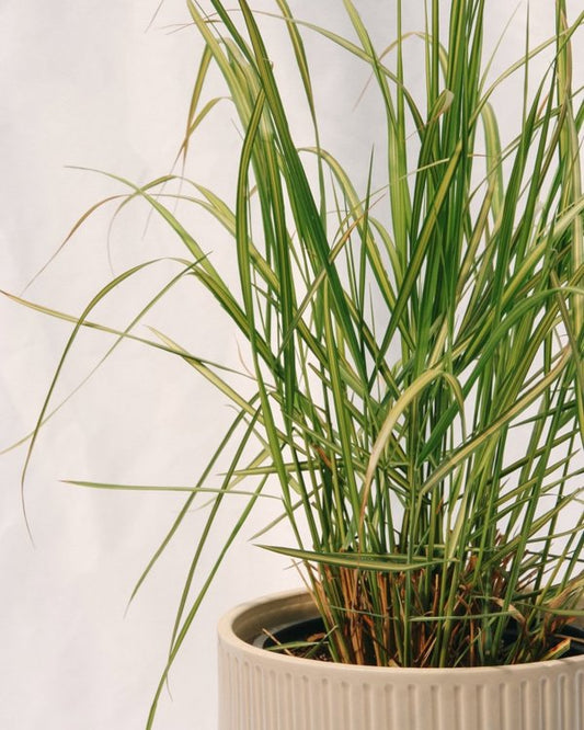 2g Karl Foerster Reed Grass