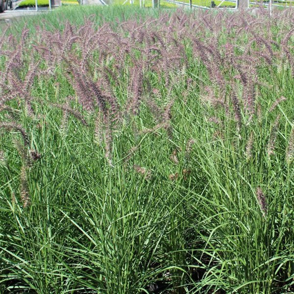 1g Karley Rose Fountain Grass