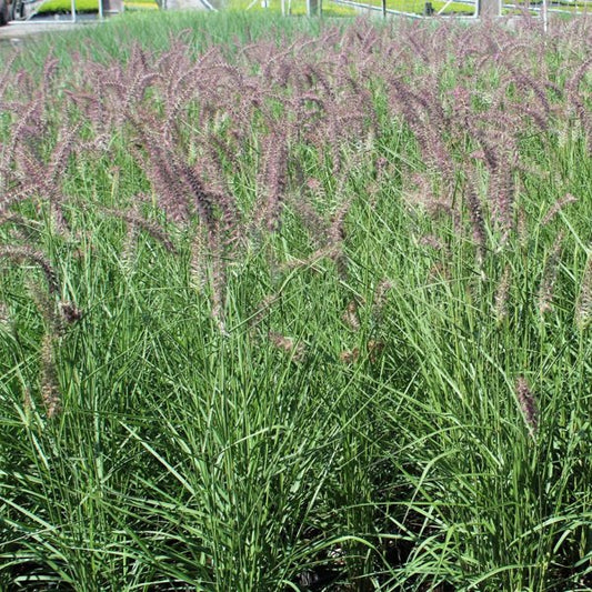 2g Karley Rose Oriental Fountain Grass