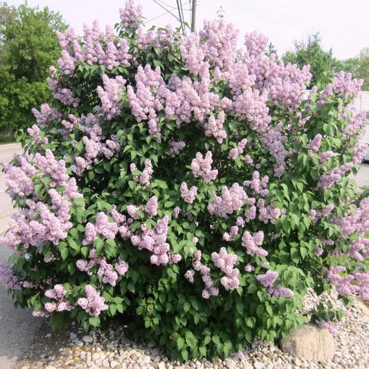5g Katharine Havemeyer Lilac