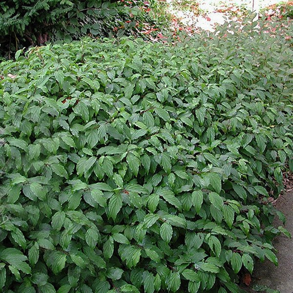 2g Kelseyi Dogwood