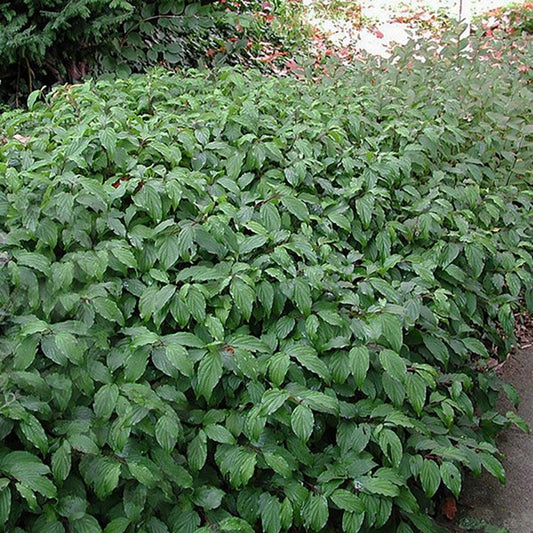 2g Kelseyi Dogwood