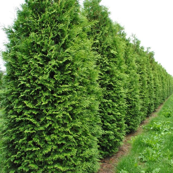 2g King of Brabant Arborvitae
