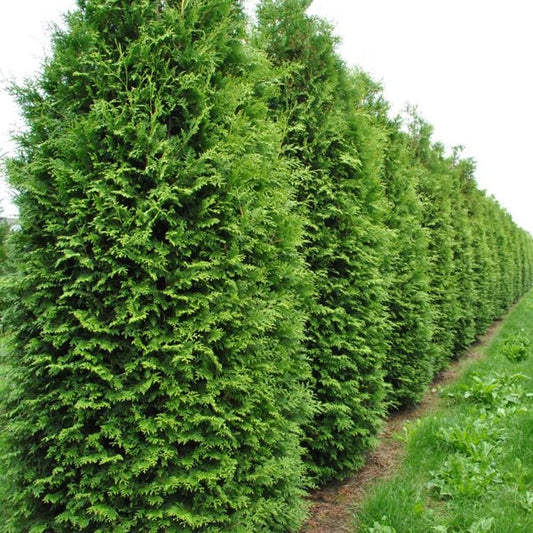 2g King of Brabant Arborvitae