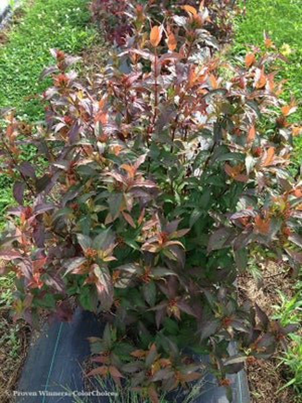 1 Quart Kodiak Red  Diervilla sp.