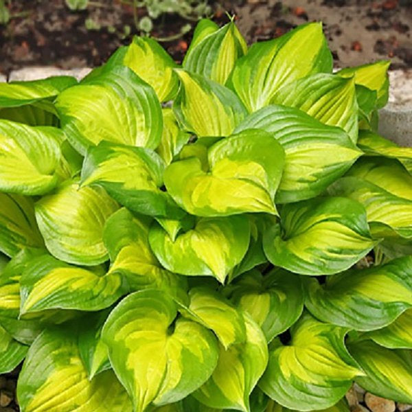 1g Lakeside Banana Bay Plantain Lily