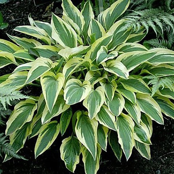 1g Lakeside Dragonfly Hosta