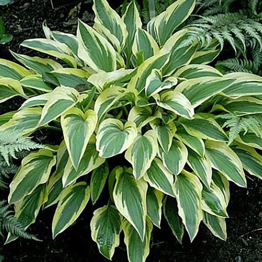 1g Lakeside Dragonfly Hosta
