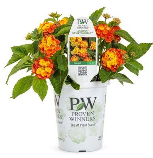 4 Inch Lantana Luscious Basket Tangeglow