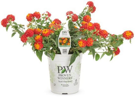 4 Inch Lantana Luscious Citrus Blend