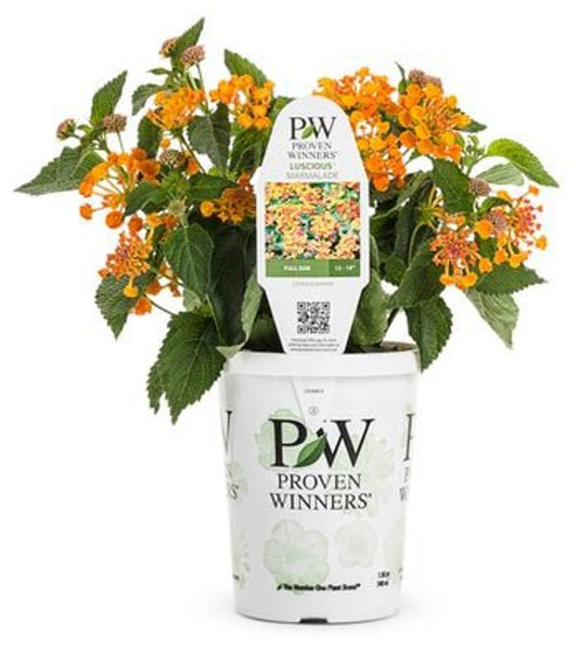 4 Inch Lantana Luscious Marmalade