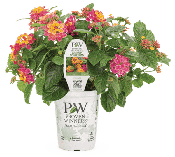 4 Inch Lantana Luscious Royale Cosmos
