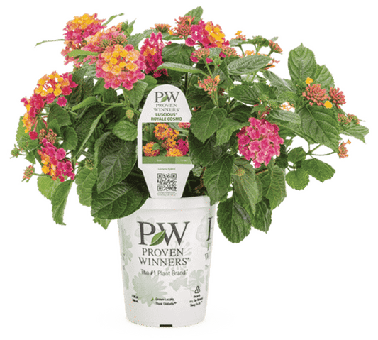 4 Inch Lantana Luscious Royale Cosmos