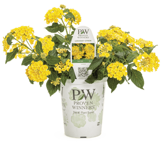 4 Inch Lantana Luscious Citron