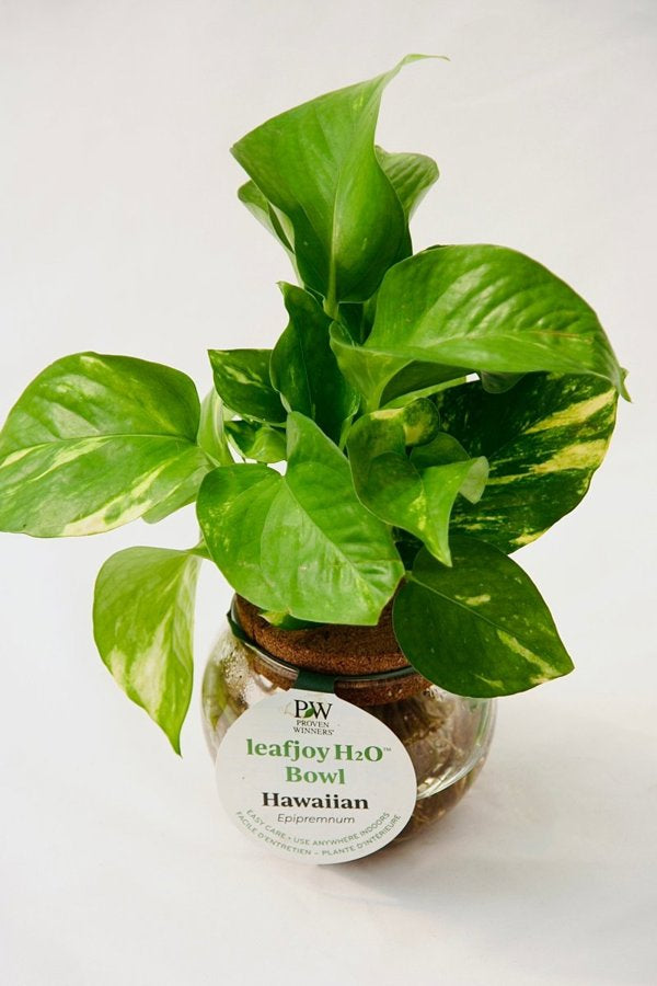 3 Inch Glass Bowl Leafjoy H20 Bowl Hawaiian Pothos