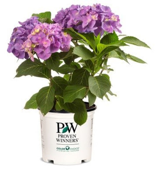 1 Quart Let's Dance Blue Jangles  Reblooming Hydrangea