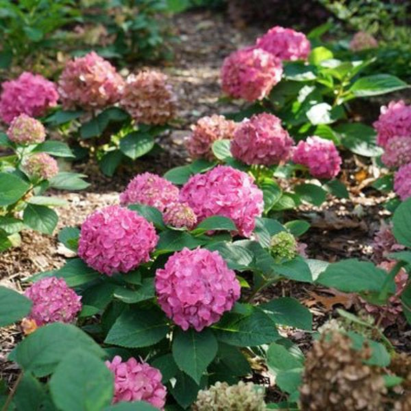1 Quart Let's Dance, Arriba!  Reblooming Hydrangea