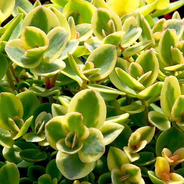 1g Lime Twister Stonecrop