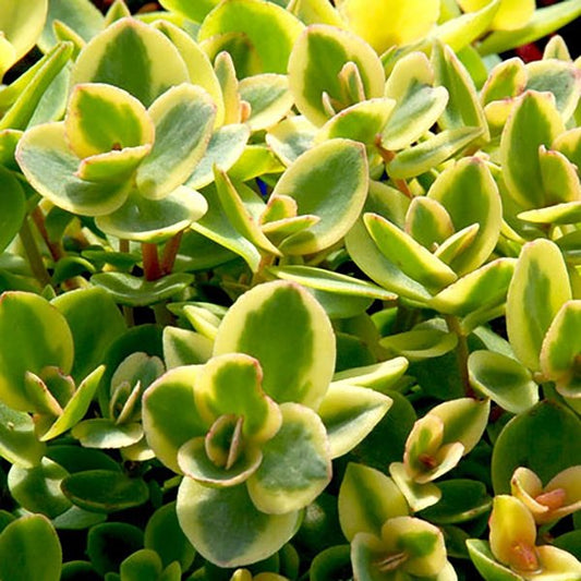 1g Lime Twister Stonecrop