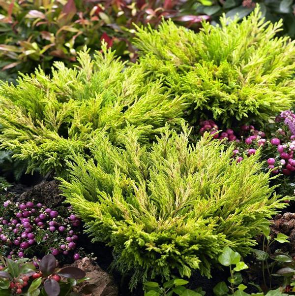 3g Limeglow Creeping Juniper