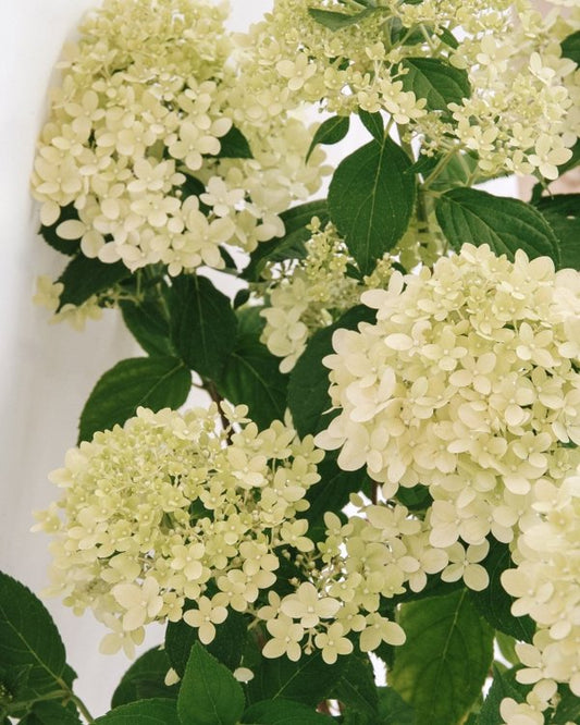 1 Quart Limelight Prime  Panicle Hydrangea