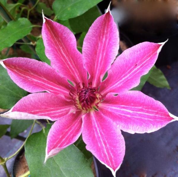1g Lincoln Star Clematis