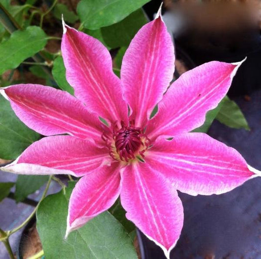 1g Lincoln Star Clematis
