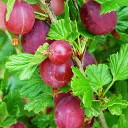 1g Little Ben Gooseberry