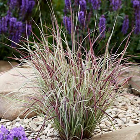 1g Little Bluestem