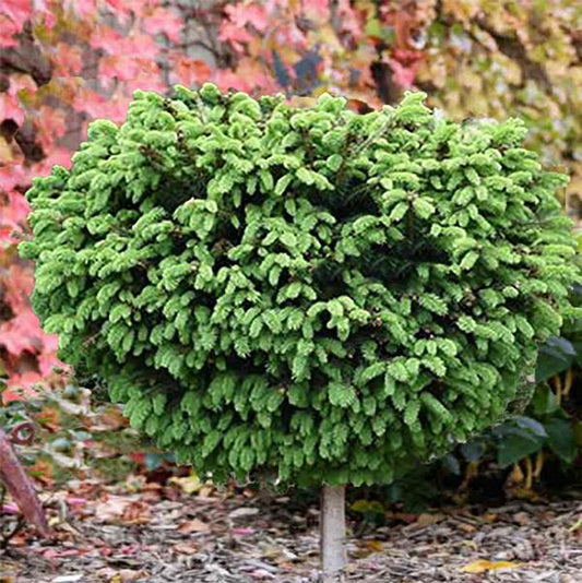 5g Little Gem Norway Spruce   Standard