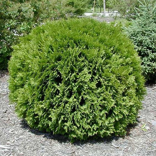 1g Little Giant Arborvitae
