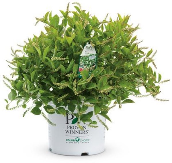 1 Quart Little Henry  Sweetspire