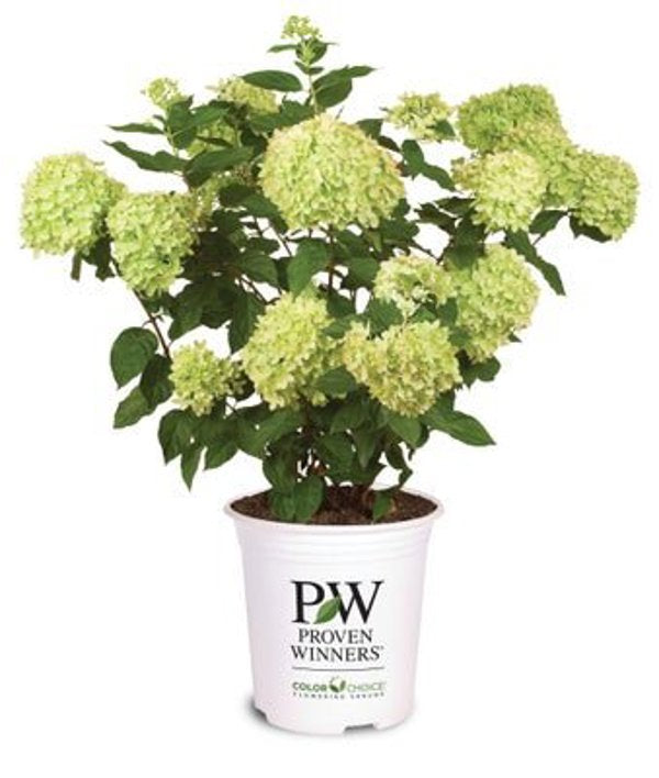 1 Quart Little Lime  Panicle Hydrangea