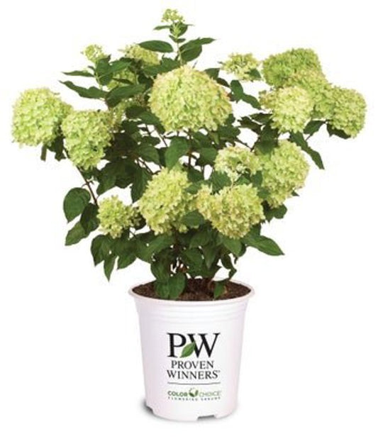 1 Quart Little Lime  Panicle Hydrangea