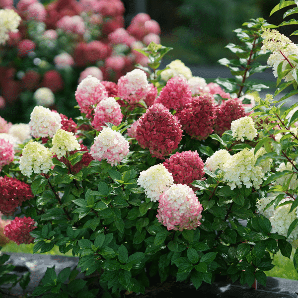 1 Quart Little Lime Punch  Panicle Hydrangea