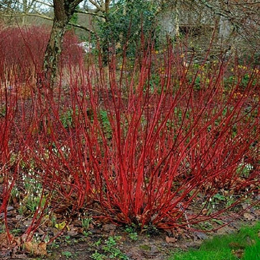 2g Little Rebel Dogwood