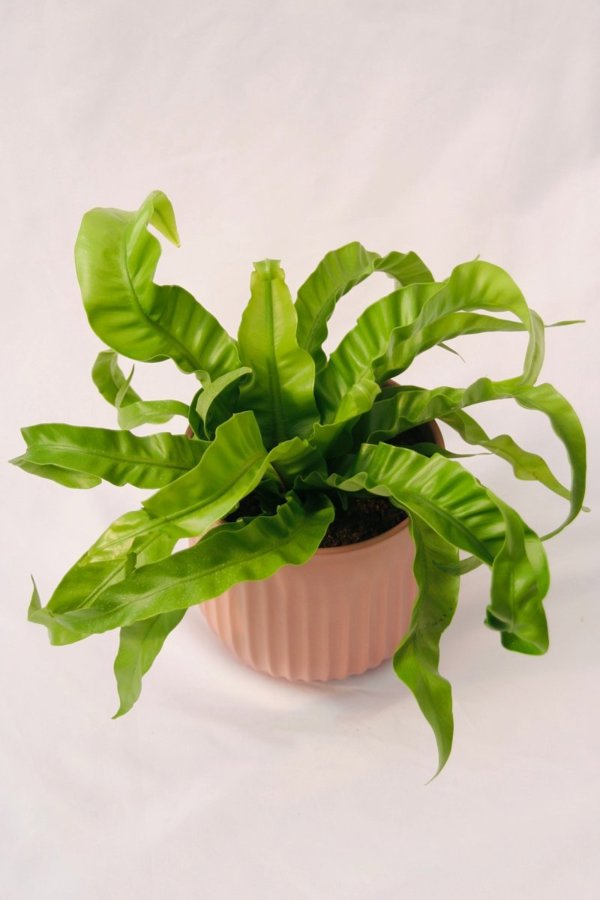 Living Lace Hurricane Bird's Nest Fern - 5 Inch Grower Pot