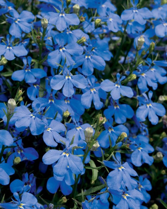 4 Inch Lobelia Laguna Dark Blue