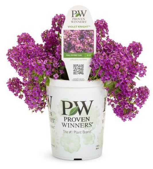 4 Inch Lobularia Violet Knight