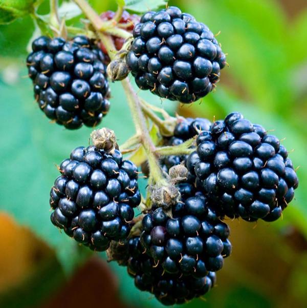 1g Loch Ness Blackberry