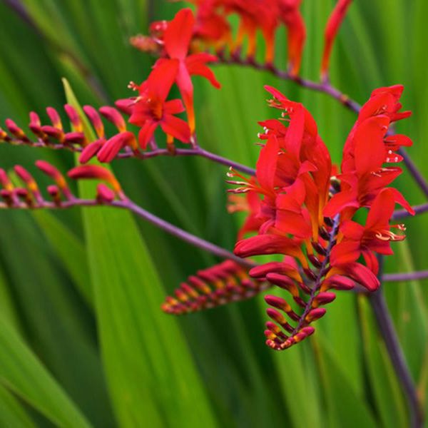 1g Lucifer Montbretia