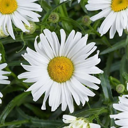 1g Lucille Grace Shasta Daisy