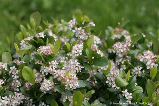 1 Quart Low Scape Mound  Aronia melanocarpa