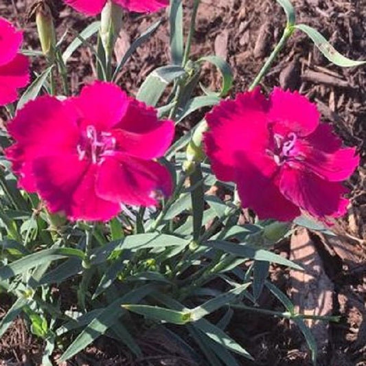 1g Mad Magenta Dianthus