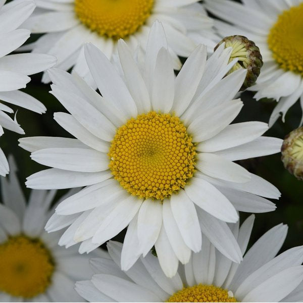 1g Madonna Shasta Daisy