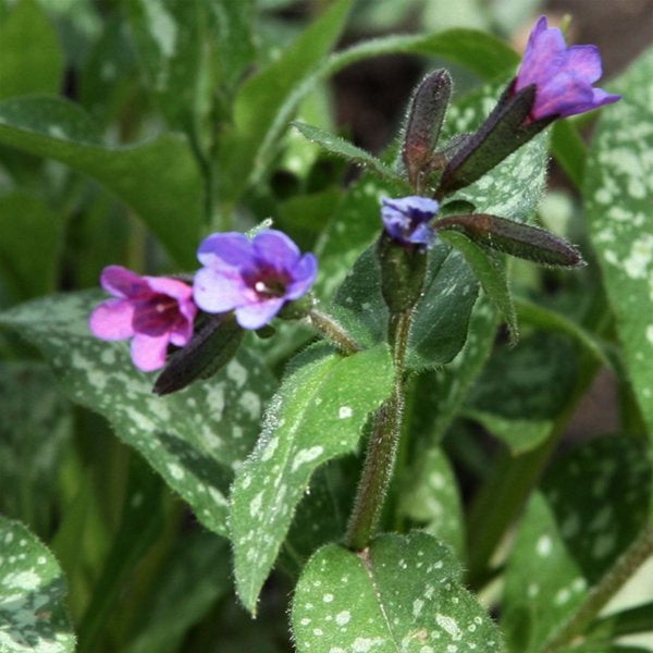 1g Majeste Lungwort