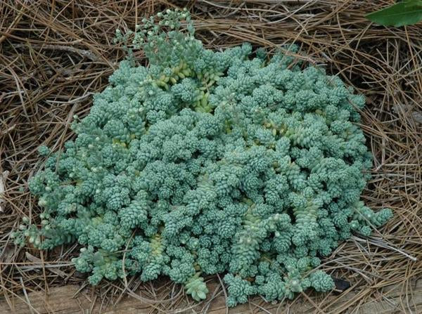 Major Stonecrop - 11cm Pot