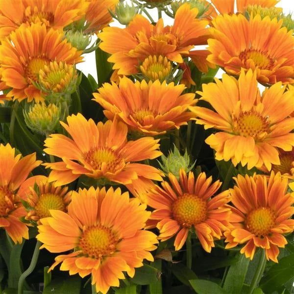 1g Mango Blanket Flower