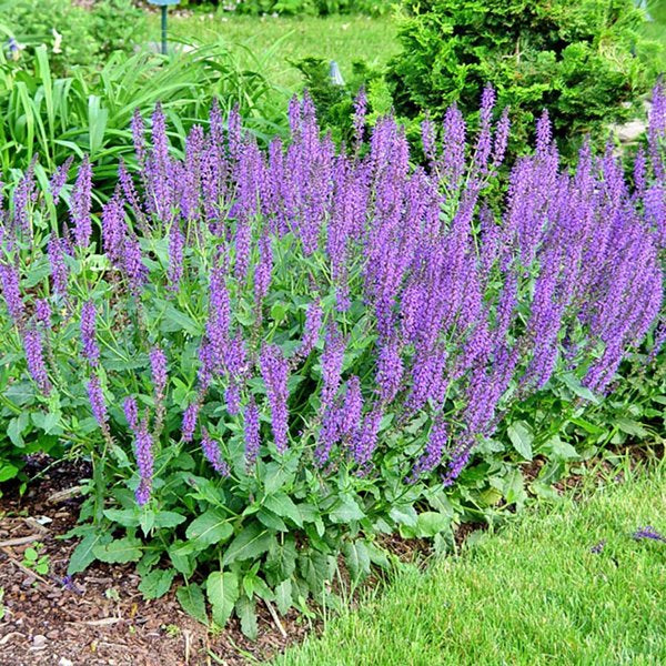 1g Marcus Woodland Sage